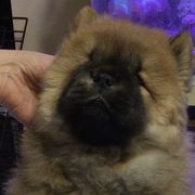 Eli - Red Chow Chow puppy in Marengo, Iowa from Imagine Chows