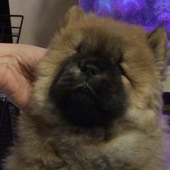 Eli - Red Chow Chow puppy in Marengo, Iowa from Imagine Chows