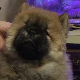Eli - Red Chow Chow puppy in Marengo, Iowa from Imagine Chows