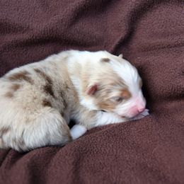 Australian Shepherd Puppies from NorthRidge Australian Shepherds