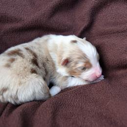 Australian Shepherd Puppies from NorthRidge Australian Shepherds