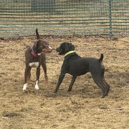 Catahoula Leopard Dog puppies from Compass Rose Catahoulas
