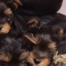 Yorkshire Terriers from Michelle’s Yorkies