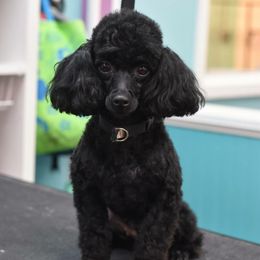 Felicity  - Poodle