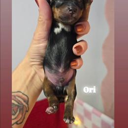 Ori - Black and tan male Yorkshire Terrier puppy in Greenwood, Wisconsin from Selah and Co.