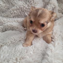 Ginger - Chocolate sabled fawn male Chihuahua puppy in Space Coast, Florida from ChibiChi