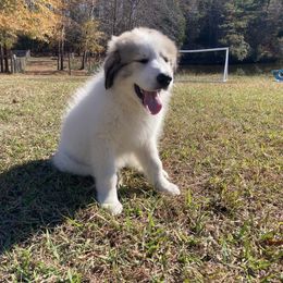 Great Pyrenees Puppies from Sweet Land of Liberty
