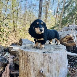 Huckleberry (Black and Cream) - Black and cream male Dachshund puppy in Tyrone, Pennsylvania from Hickory Hollow Dachshunds