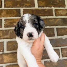 Bramble - Parti male Goldendoodle puppy in Macclenny, Florida from Baker County Goldendoodles