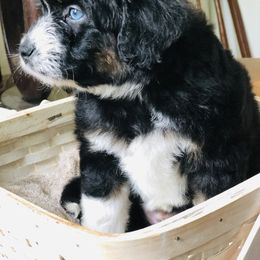 Aussiedoodle Puppies from Ohana Companions