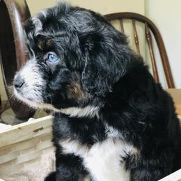 Aussiedoodle Puppies from Ohana Companions
