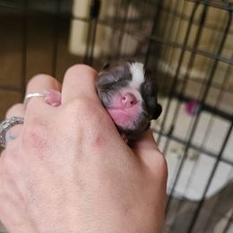 Shih Tzu Puppies from Wandering Tzu