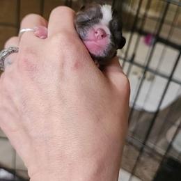 Shih Tzu Puppies from Wandering Tzu