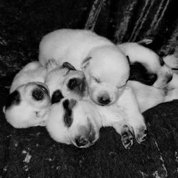 Australian Cattle Dog Puppies from Shada