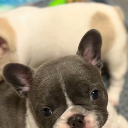 French Bulldog Puppies from Pardon My French Exquisite French Bulldogs