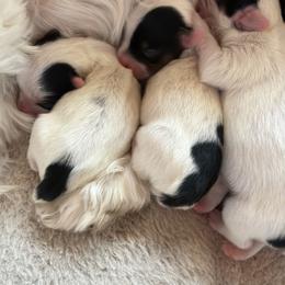 Yorkshire Terrier Puppies from Combs’ Yorkies