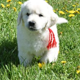Golden Retriever Puppies from ElkRidge Goldens