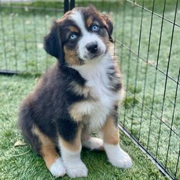 Fern - Black tri-color male Australian Shepherd puppy in Salinas, California from AA Aussies
