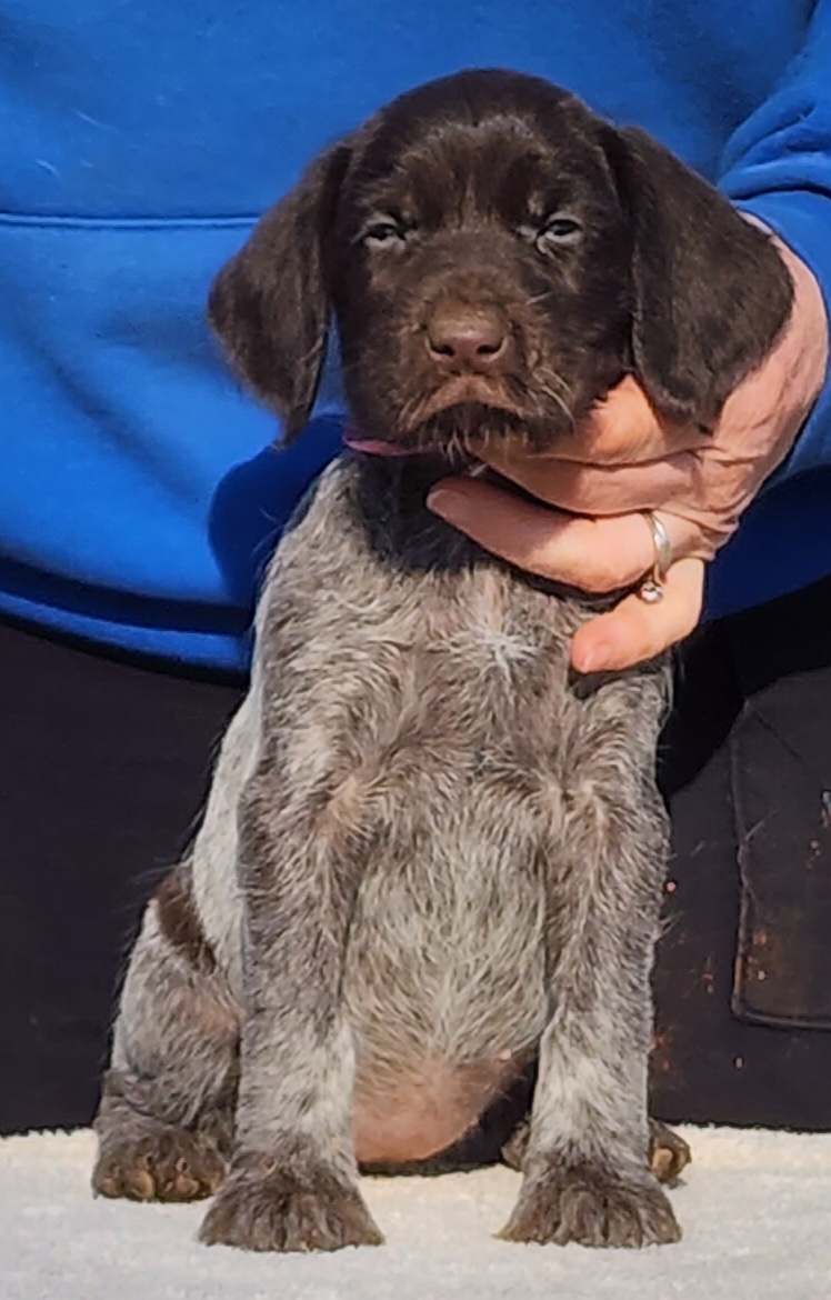 Pippin - Liver and white German Wirehaired Pointer puppy in Wellston, Ohio from Blue Line GWPs