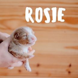 Miniature American Shepherd Puppies from Mini Aussie Florida