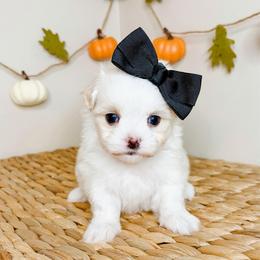EmmyLou - White female Maltese puppy in Morehead, Kentucky from Paw Perfect Pets