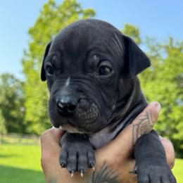 American Bully Puppies from TEXAS BULLY FAMILY