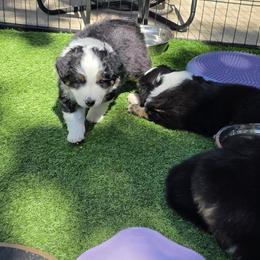Miniature American Shepherd Puppies from All About Me Miniature American Shepherds