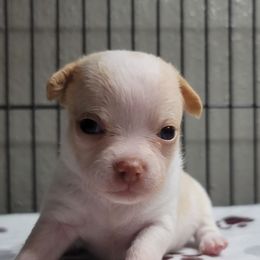 Kimberly - Chihuahua puppy from Katie's Krew