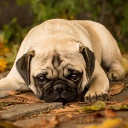 Golden Retrievers and Pugs from Ebert Golden Retrievers & Pugs