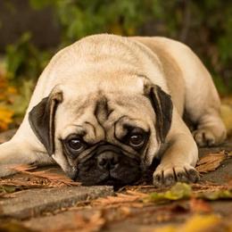 Golden Retrievers and Pugs from Ebert Golden Retrievers & Pugs