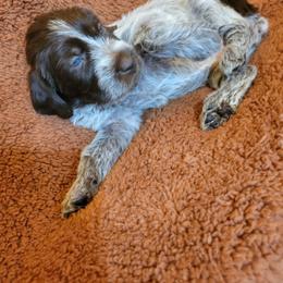Silver - Brown and gray female Wirehaired Pointing Griffon puppy in Maiden, North Carolina from Saint Barbara's Wirehaired Pointing Griffons