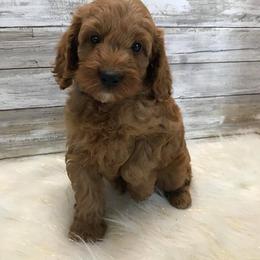 Goldendoodle Puppies from Willow Tree Bearded Retrievers