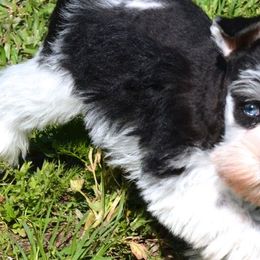 Miniature Schnauzers from Daydreamers Schnauzers