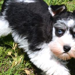 Miniature Schnauzers from Daydreamers Schnauzers