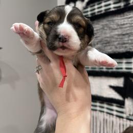 Red collar - Sable and white male American Corgi puppy in Flat Rock, Alabama from Fluffy Butt Acres