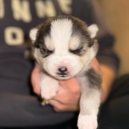 Bentley - Black and white male Pomsky puppy in Greenfield, Minnesota from SRF Pomskies