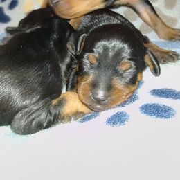 GAMORA - Black and rust female Miniature Pinscher puppy in Cincinnati, Ohio from ALL AMERICAN K9 LLC