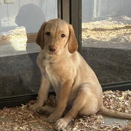 Kona - Yellow female Labrador Retriever puppy in Sparta, Wisconsin from Valley Creek Dog Boarding and Training