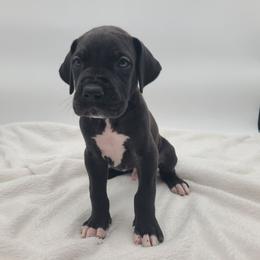 Charming - Black male Great Dane puppy in Kannapolis, North Carolina from Carolina Great Danes & Toy Poodles