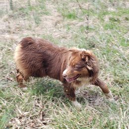 Kimber - Australian Shepherd
