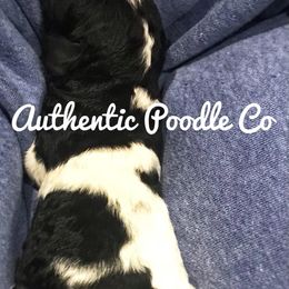 Poodle Puppies from Authentic Poodle Co