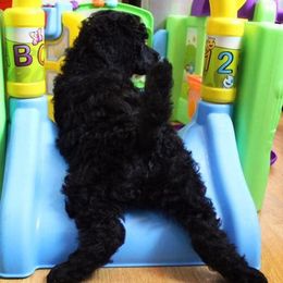 Poodle Puppies from Piccolo's Poodles