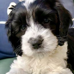 Holly - Black and white Cockapoo puppy in Roseville, California from Darby Park Doodles