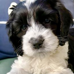 Holly - Black and white Cockapoo puppy in Roseville, California from Darby Park Doodles