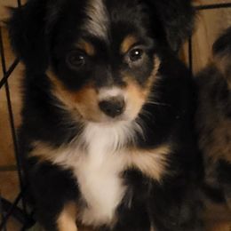 Miniature Australian Shepherd and Toy Australian Shepherd Puppies from Heritage Homestead
