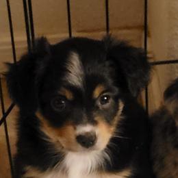 Miniature Australian Shepherd and Toy Australian Shepherd Puppies from Heritage Homestead