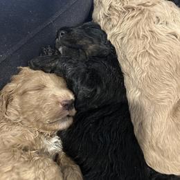 Bernedoodle and Goldendoodle Puppies from Forest Family Doodles
