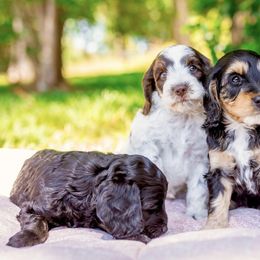 Cockapoo Puppies from Magnolia Hill Doodles