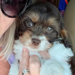 Charm - Tri-color male Cavapoo puppy in Cameron, South Carolina from Sassy Sailor & Company
