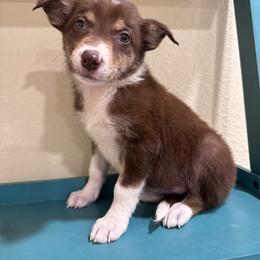 Sleepy - Tri-color female Border Collie puppy in Oberlin, Kansas from Hangin R Kennels